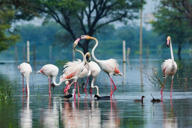 Keoladeo National Park, Rajastha
