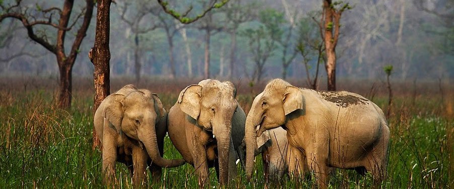Manas National Park, Assam