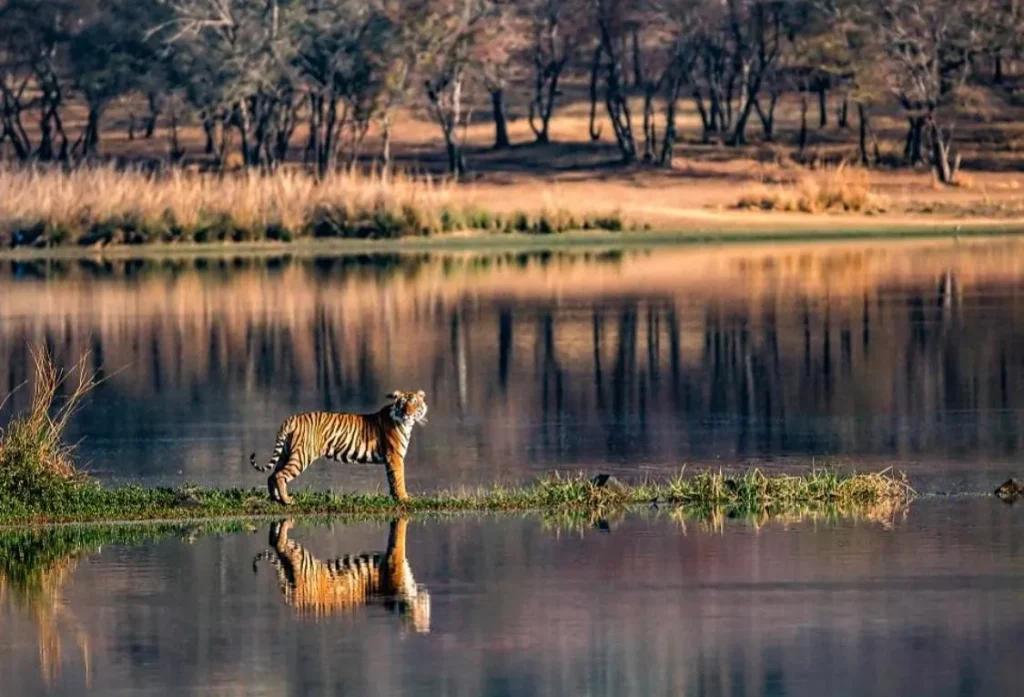 Ranthambore National Park, Rajasthan